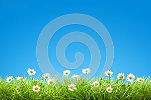 Border of Sweet Daisies in Green Grass with Clear Blue Sky