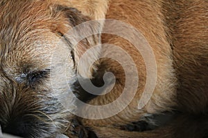 Border terrier in scene close up