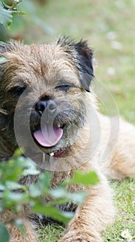 Border Terrier