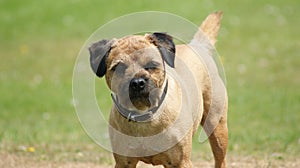 Border Terrier