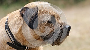 Border Terrier