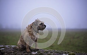 Border Terrier