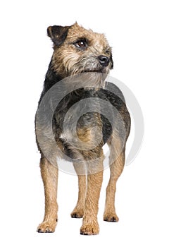 Border terrier