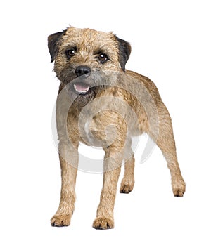 Border terrier