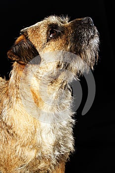 Border Terrier dog