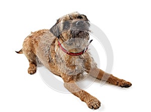 Border Terrier dog