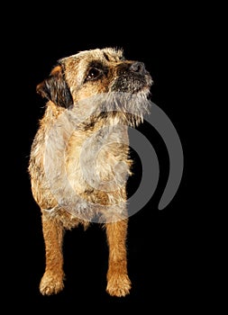 Border Terrier dog