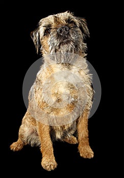 Border Terrier dog