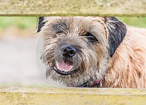 Border Terrier Dog