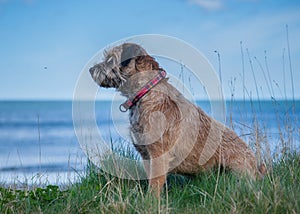 Border Terrier Dog
