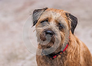 Border Terrier Dog