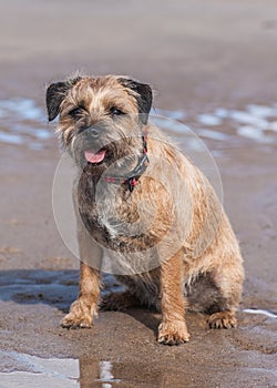 Border Terrier Dog