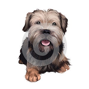 Border Terrier dog  illustration isolated on white background. United kingdom origin fox and vermin hunting dog. Cute pet hand photo