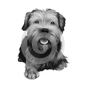 Border Terrier dog  illustration isolated on white background. United kingdom origin fox and vermin hunting dog. Cute pet hand