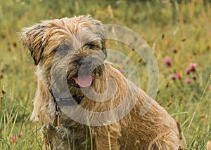 Border Terrier Dog