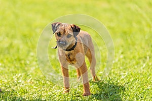 Border Terrier dog in the park