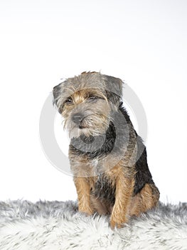 Border terrier dog portrait in a studio with white background.