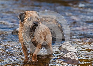 Border Terrier Dog standing in a stream.