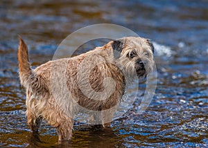 Border Terrier Dog standing in a stream.