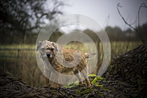 Border Terrier on a fallen tree