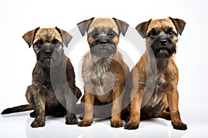 Border Terrier Family Foursome Dogs Sitting On A White Background photo