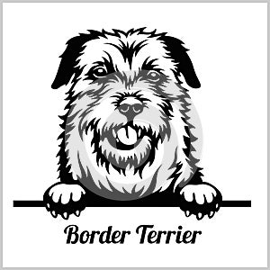 Border Terrier - Peeking Dogs - breed face head isolated on white