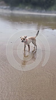 Border Terrier Pet Dog Playing on a cornish beach uk