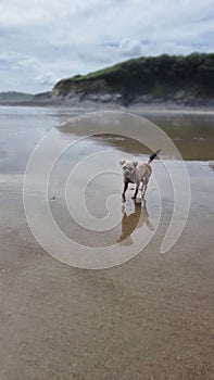 Border Terrier Pet Dog Playing on a cornish beach uk