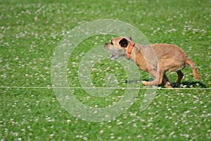 Border terrier running in the field.