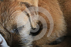 Border terrier in scene close up