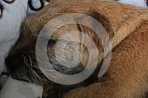 Border terrier in scene close up