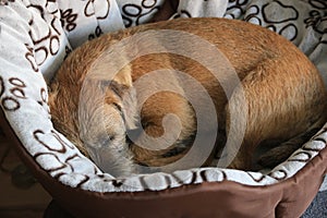 Border terrier in scene close up