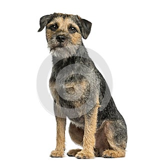 Border terrier sitting