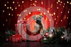 Border Terrier sitting on Christmas red presents, red curtain and lights in the background