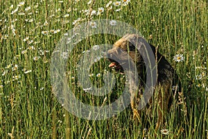 Border terrier sitting on a meadow. Happy and active dog in the grass on a sunny summer day. Portrait of young dog.Website banner