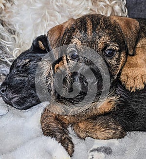 Border Terrier 6 week old pups getting ready for training photo