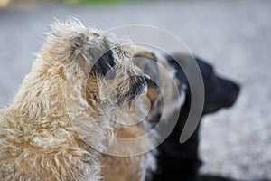 Border terriers and labrador