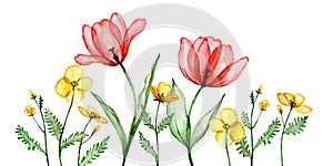 border with transparent tulip flowers. watercolor drawing x-ray, red and yellow flowers