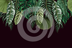 Border with tropical leaves such as monstera, palm leaf and other. Vector
