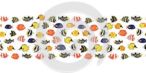 Border tropical reef fish seamless vector tile. Colorful fishes decor. Butterflyfish, Clown Triggerfish, Anemonefish, Angelfish,