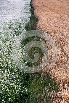 The border between the two fields