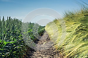 Border of two fields, wheat and barley, against the blue sky