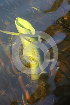 A leaf of white lily is ready to bloom