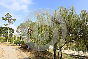 Border willow tree of Huaiyuan Park, adobe rgb