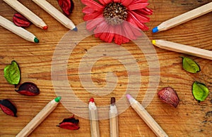 Border of wooden pencils, dry petals and chrysanthemum flower on brown wood background. Top view.