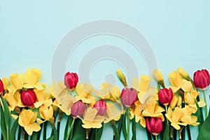 Border of yellow narcissus and red tulip flowers on the blue background. Mothers Day, birthday, Valentines Day concept