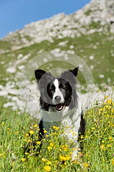 Bordercollie