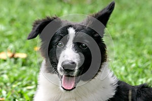 Bordercollie