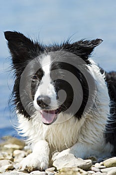 Bordercollie