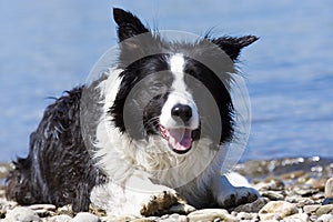 Bordercollie